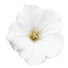 Wave Petunia 'Easy Wave White Improved'