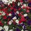 Wave Petunia 'Easy Wave Flag Mix'