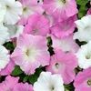 Wave Petunia 'Easy Wave Pink Marble Mix'