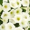 Wave Petunia  'Shock Wave Ivory'