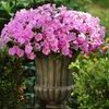 Wave Petunia 'Shock Wave Pink Shades'