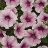 Wave Petunia 'Shock Wave Pink Vein'