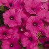 Wave Petunia 'Shock Wave Purple'