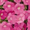 Wave Petunia 'Shock Wave Rose'