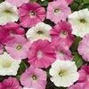 Wave Petunia 'Shock Wave Buzz Mix'