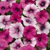 Wave Petunia  'Shock Wave Electric Mix'