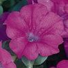 Wave Petunia 'Wave Lavender'