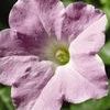 Wave Petunia 'Wave Misty Lilac'