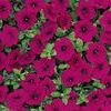 Wave Petunia 'Wave Purple Improved'