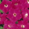 Wave Petunia 'Wave Rose'