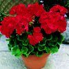 Zonal Geranium 'Americana Bright Red'