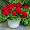 Zonal Geranium  'Americana Deep Red'