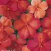 Impatien 'Super Elfin Sunrise'