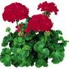 Zonal Geranium 'Rocky Mt. Red'