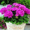 Zonal Geranium 'Americana Pink'