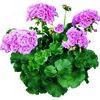 Zonal Geranium 'Rocky Mt. Light Pink'