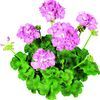 Zonal Geranium 'Rocky Mt. Pink'