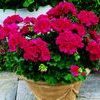Zonal Geranium 'Americana Cherry Rose'