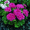 Zonal Geranium  'Amerciana Rose Splash'