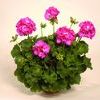 Zonal Geranium 'Rocky Mt. Deep Rose'