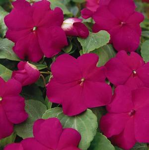 Impatien 'Super Elfin Violet XP'