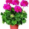Zonal Geranium 'Rocky Mt. Salmon Rose'