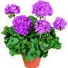 Zonal Geranium 'Rocky Mt. Lavender'
