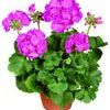 Zonal Geranium  'Rocky Mt. Lavender Pink'