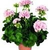 Zonal Geranium 'Rocky Mt. Light Salmon'