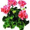 Zonal Geranium 'Rocky Mt. Salmon'