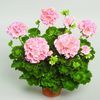 Zonal Geranium 'Classic Salmon'