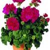 Zonal Geranium 'Rocky Mt. Magenta'