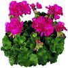 Zonal Geranium 'Rocky Mt. Violet'