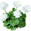 Zonal Geranium 'Rocky Mt. White'