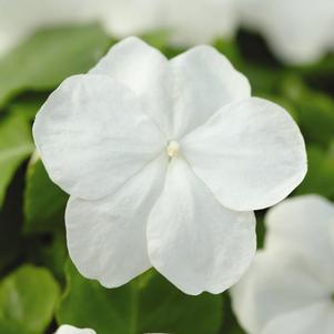 Impatien 'Super Elfin White XP'