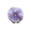 Pansy Viola X Wittrockiana 'Matrix Light Blue Imp'