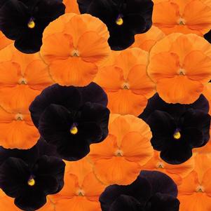 Pansy Viola X Wittrockiana 'Panola Halloween Mix'