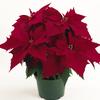 Poinsettia Euphorbia Pulcherrima 'Chianti Red'