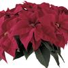 Poinsettia Euphorbia Pulcherrima 'Orion Red'