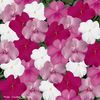 Impatien 'Super Elfin Seaside Mix'