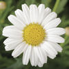 Argyranthemum 'Sassy Compact White'