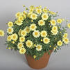 Argyranthemum 'Sassy Compact Yellow'