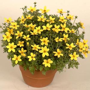 Bidens 'Mexican Gold Compact'