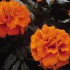 Marigold 'Janie Deep Orange'