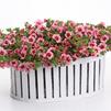 Calibrachoa 'Superbells Coralberry Punch'
