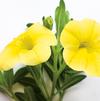 Calibrachoa 'Superbells Yellow'