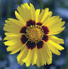 Coreopsis 'Corey Yellow'