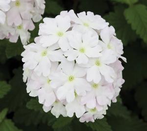 Verbena 