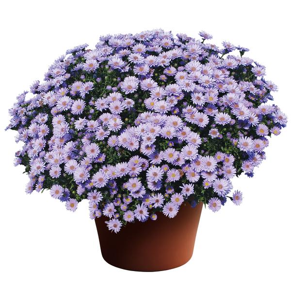 Aster Novi-Belgii