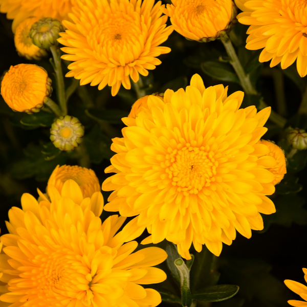 Mum Chrysanthemum X Morifolium